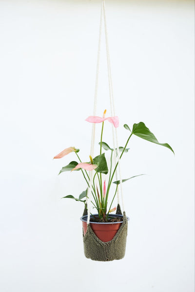knit plant hanger Perennial Plant Hanger (Knit) – Lion Brand Yarn