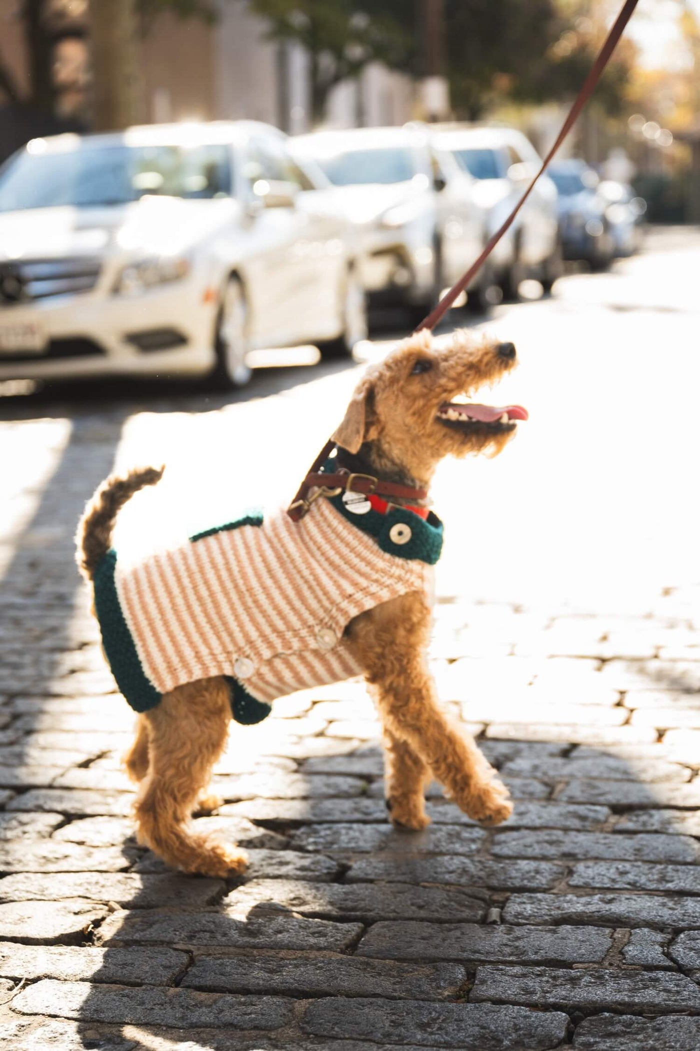 Good Dog Sweater (Knit) – Lion Brand Yarn