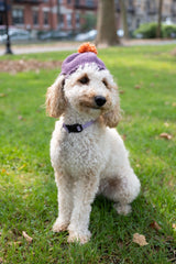 Lola Pom-Pom Beanie (Knit) thumbnail