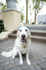 Riley Unicorn Headband (Crochet) thumbnail