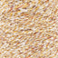 Golden Harvest - Swatch Image