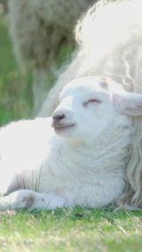 Hometown® Yarn thumbnail