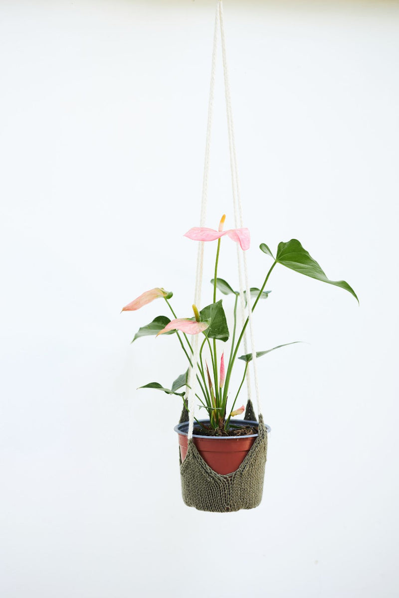 Perennial Plant Hanger (Knit)