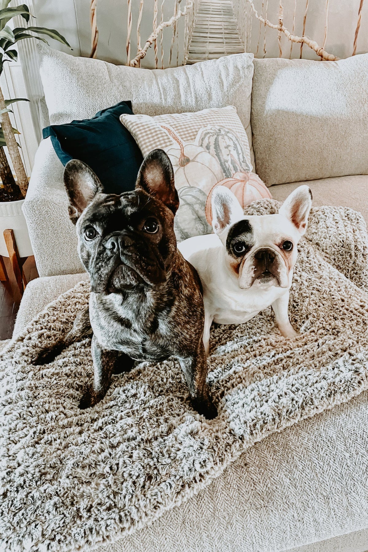 Knit Kit - The Fuzzy Wuzzy Lap Blanket – Lion Brand Yarn