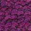 Fuchsia - Swatch Image