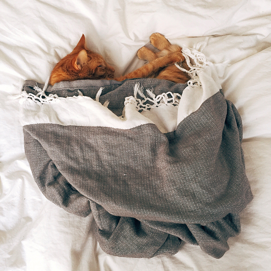 Cat in Blanket